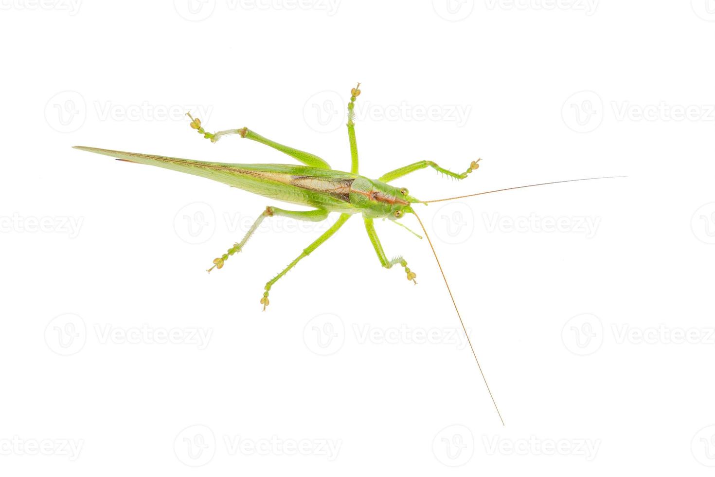 groene sprinkhaan geïsoleerd op een witte foto