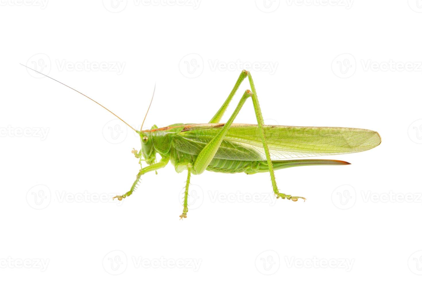 groene sprinkhaan geïsoleerd op een witte foto