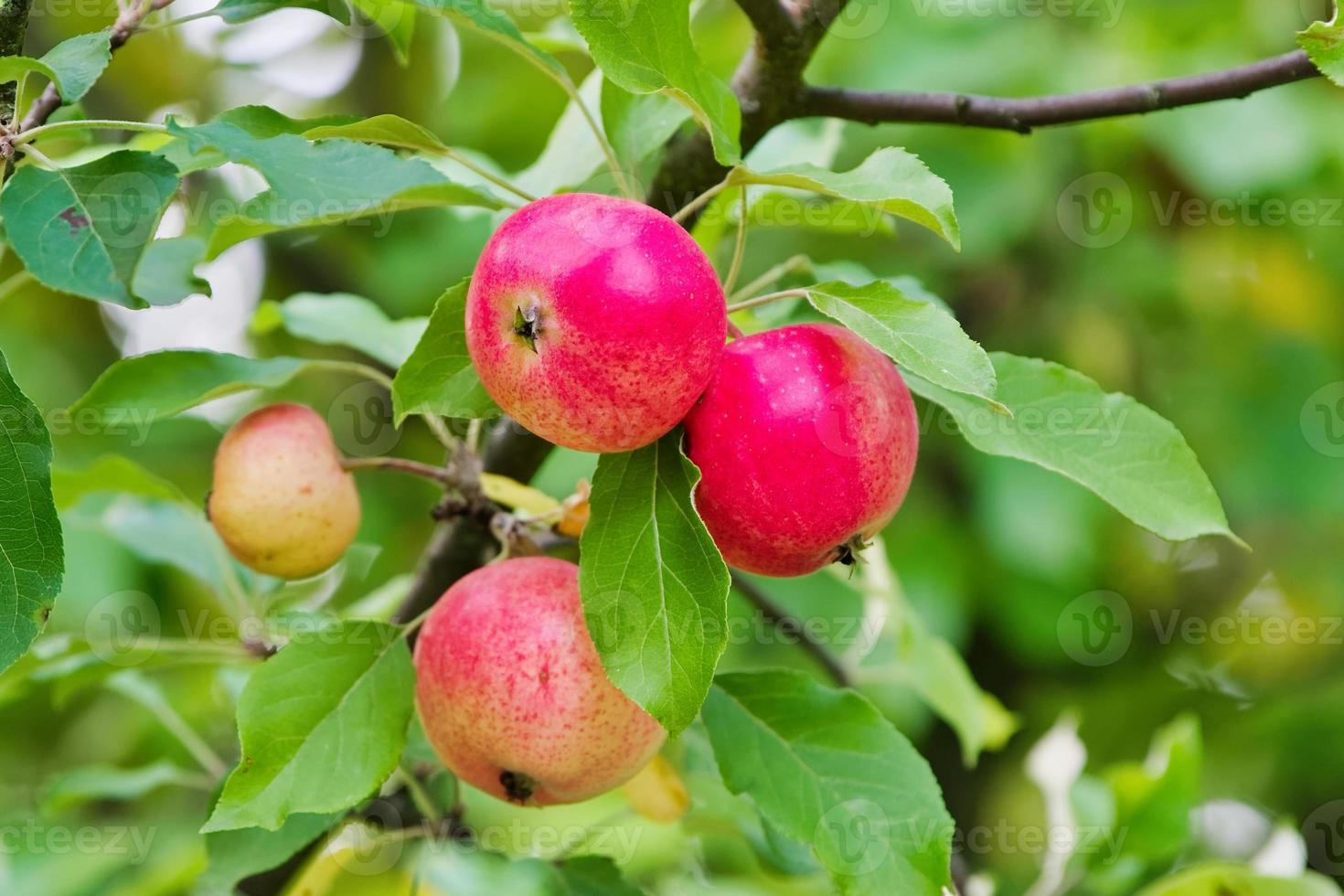 appels op een tak. appels aan een boom in de tuin close-up foto