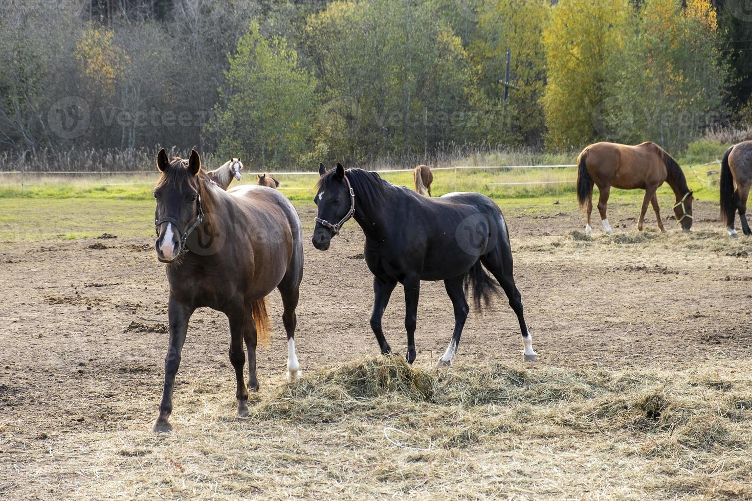 boerderijpaarden grazen in de paddock op herfstdag foto