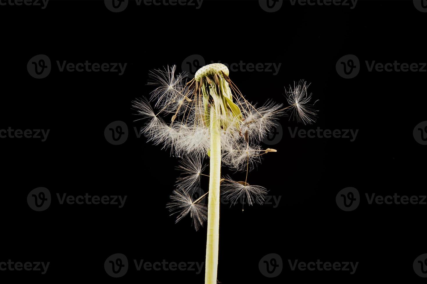 close-up van paardebloem op de zwarte achtergrond foto