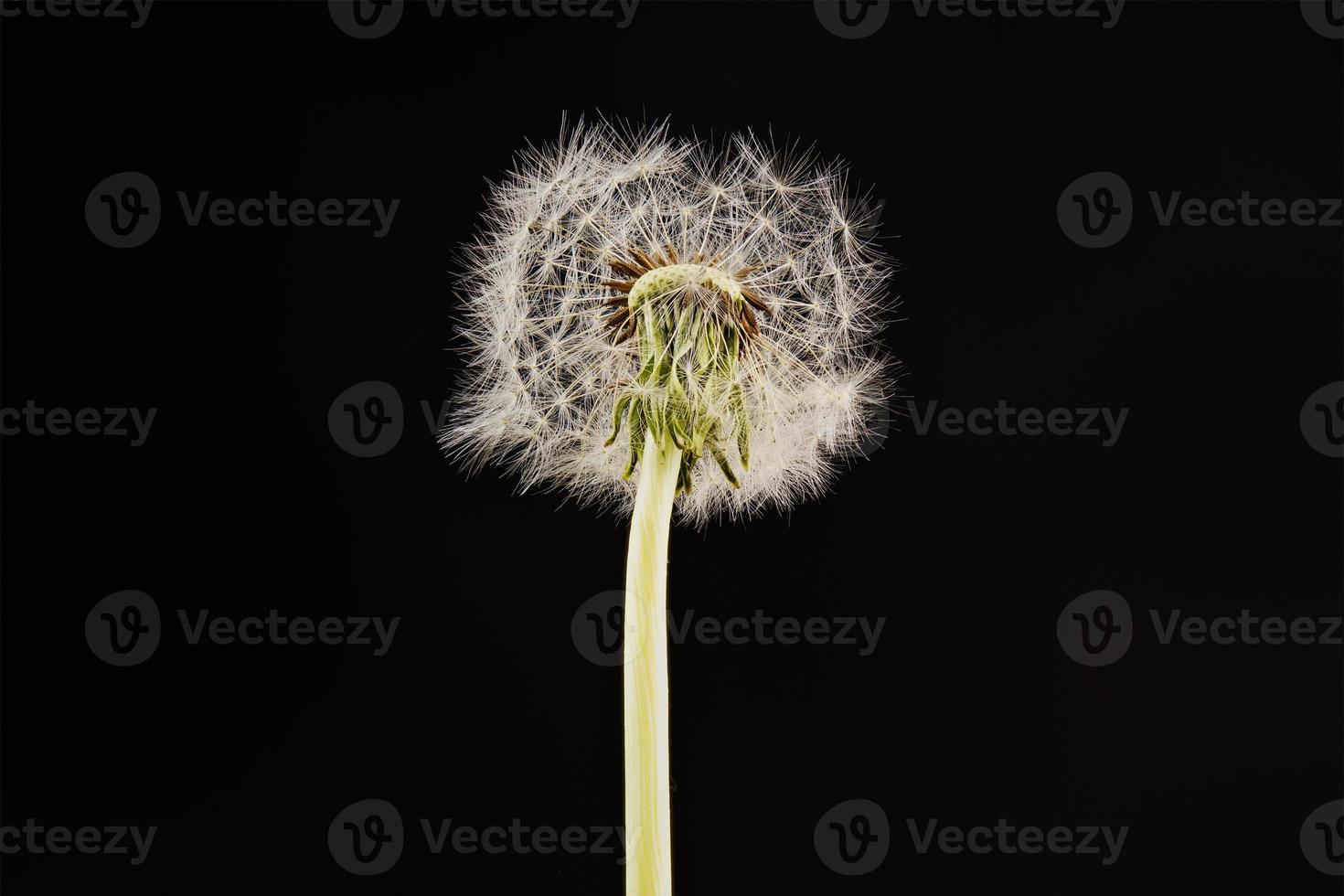 close-up van paardebloem op de zwarte achtergrond foto