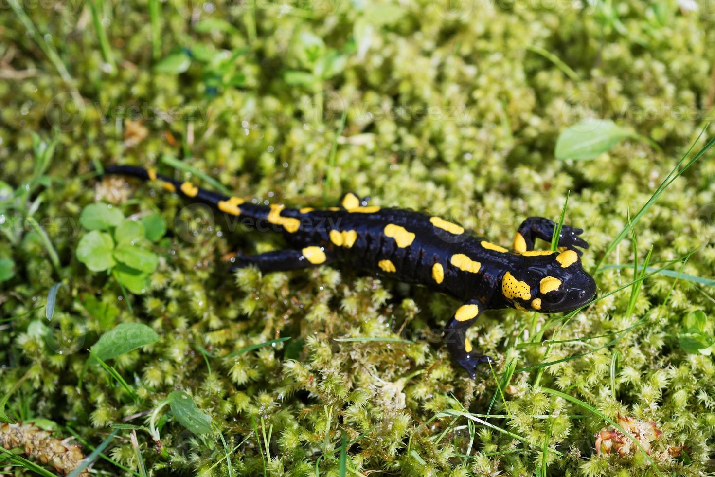 vuursalamander salamandra salamandra in de natuur foto