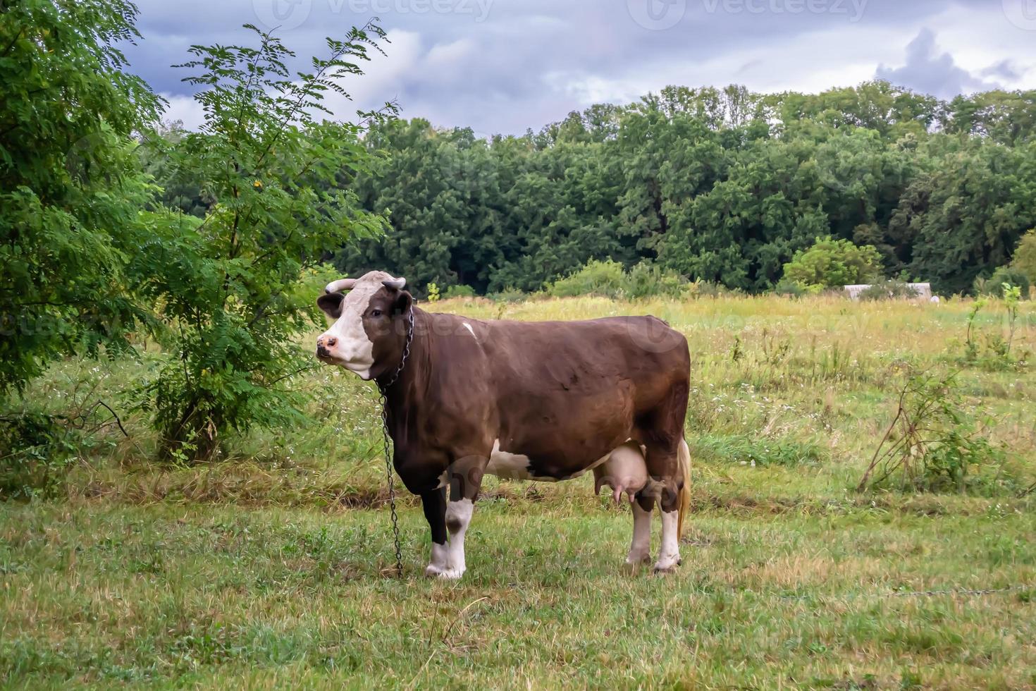 fotografie op thema mooie grote melkkoe foto