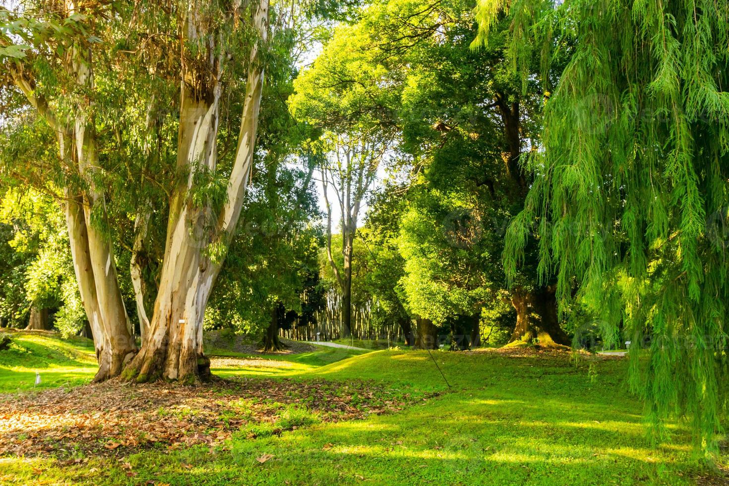 Batumi dendrologisch park foto