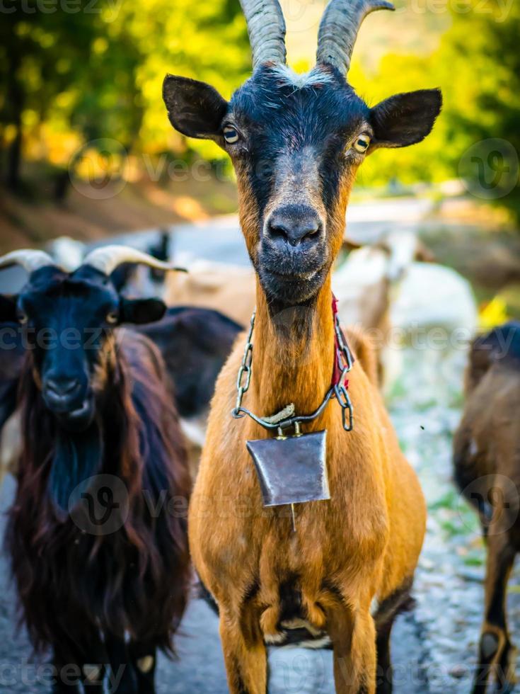 geiten in Albanië lijken op weggangstersteams foto