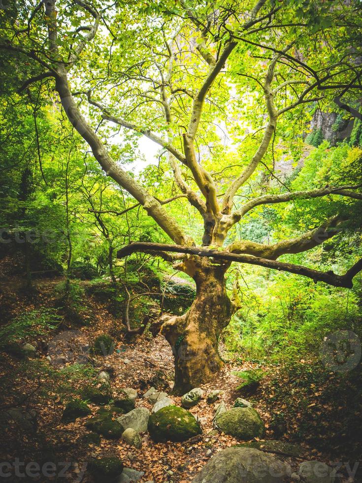 oude boom in het bos rond meteora kloosters foto