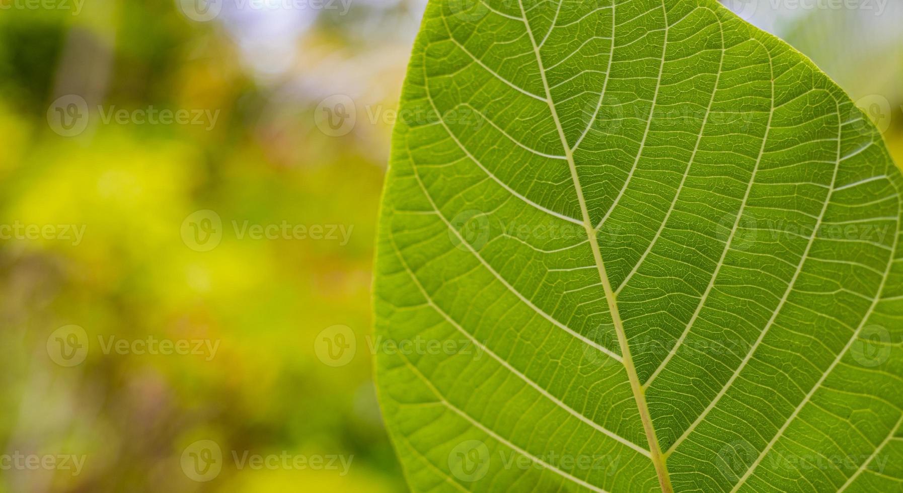 groene blad close-up voor achtergrond. aard van groen blad in de tuin in de zomer. natuurlijke groene bladeren planten gebruiken als lente achtergrond voorblad groen milieu ecologie behang foto
