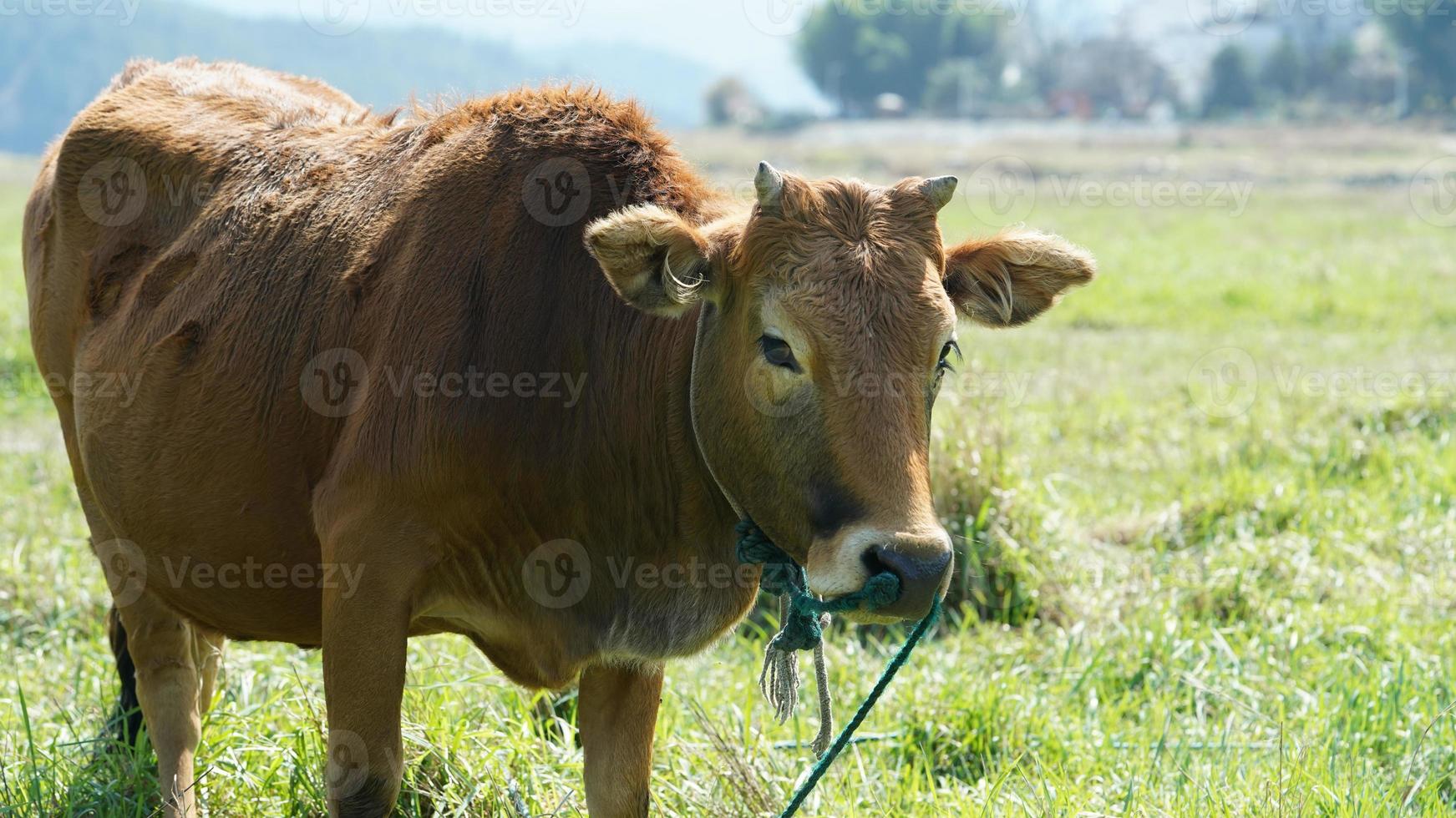 een gele koe die het gras in het grasland eet foto