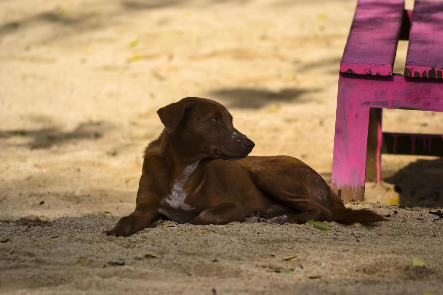 een bruine hond zittend op het strandzand foto