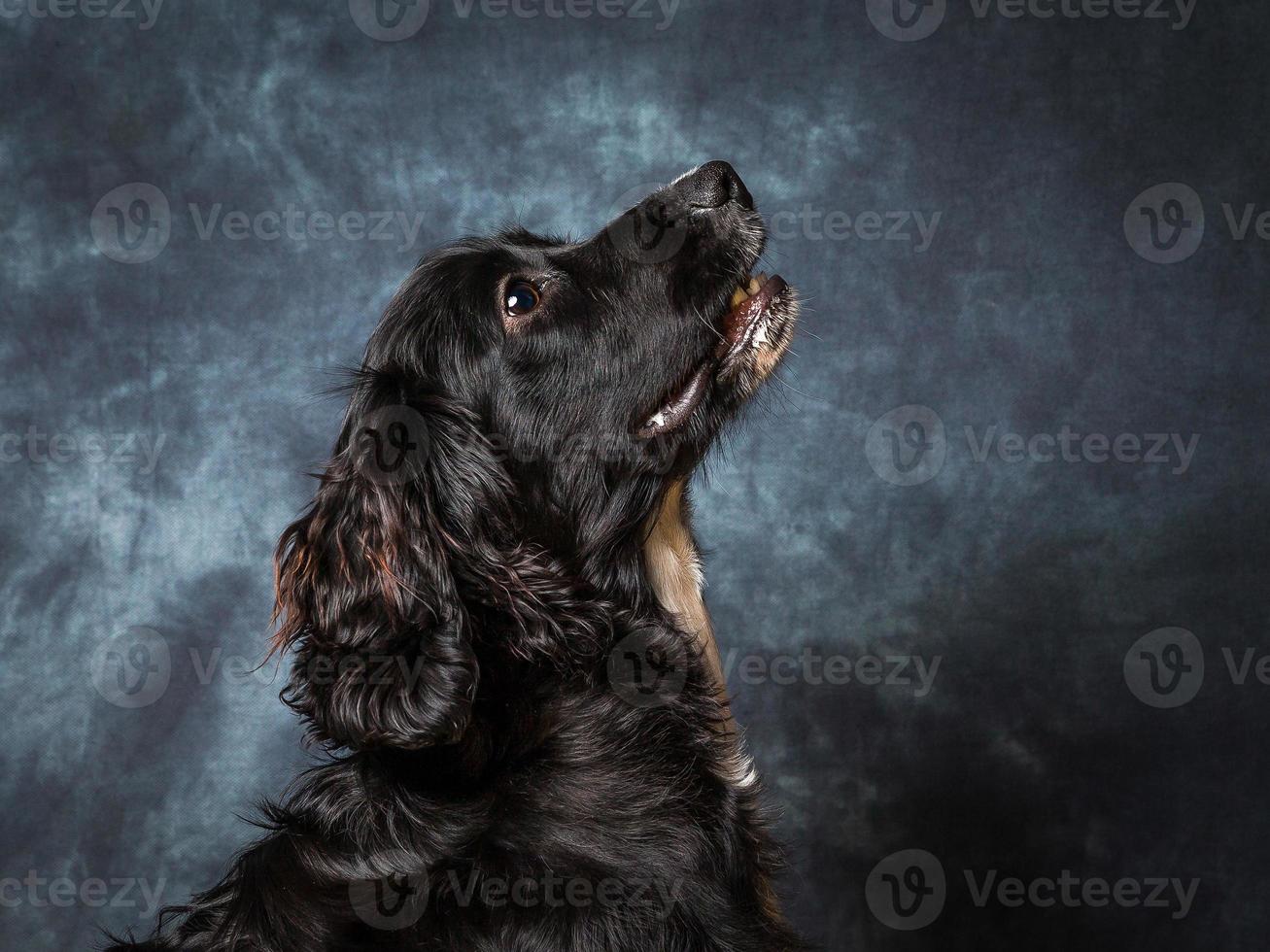 cocker spaniel hond foto