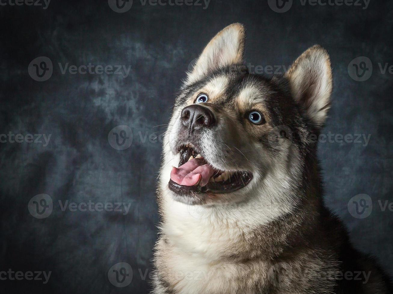Siberische husky met blauwe ogen foto