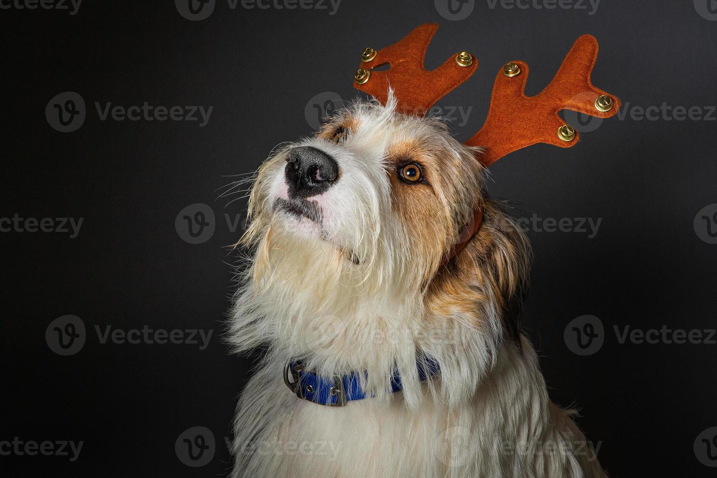 sjofele hond met grote bruine ogen in kerstgewei feestmuts foto