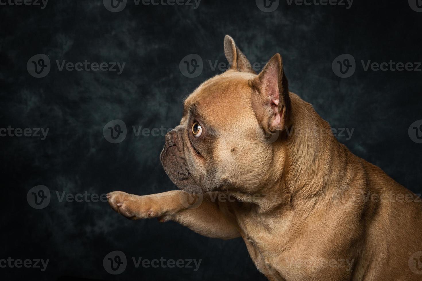 franse bulldog frenchy foto