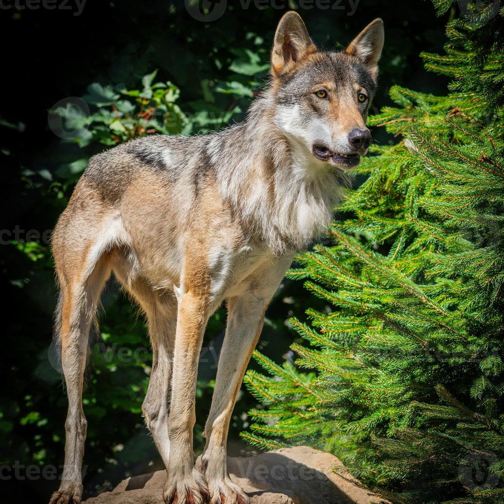 grijze wolf in het bos foto