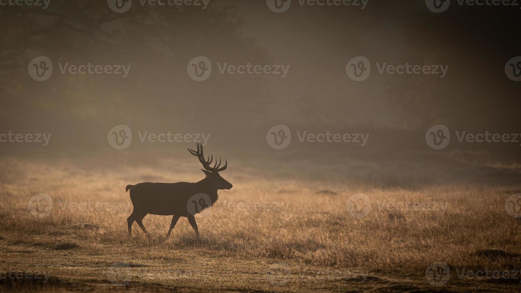 rode schat in zonsopgang en mist foto