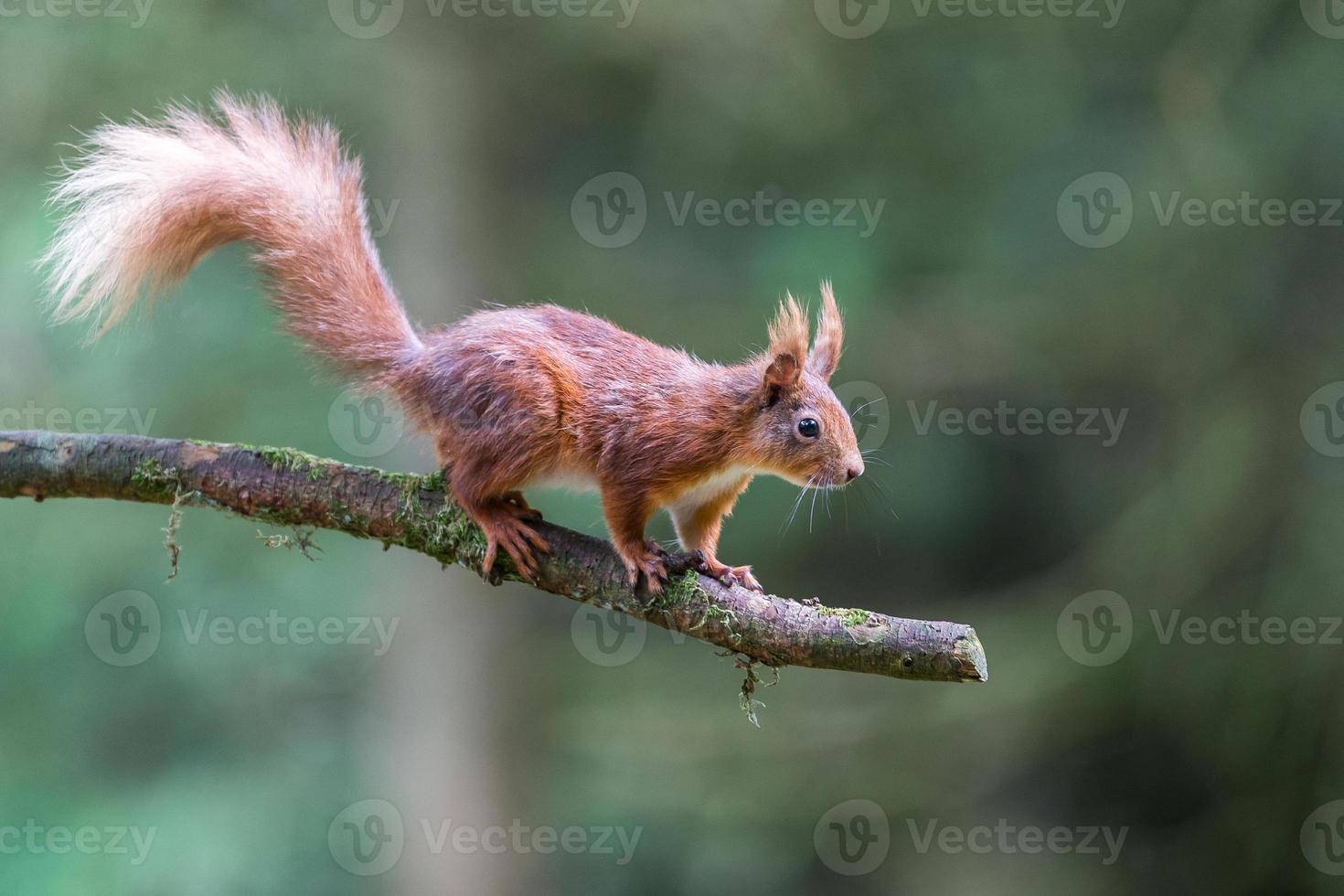 rode eekhoorn bij snaizeholme, hoar foto