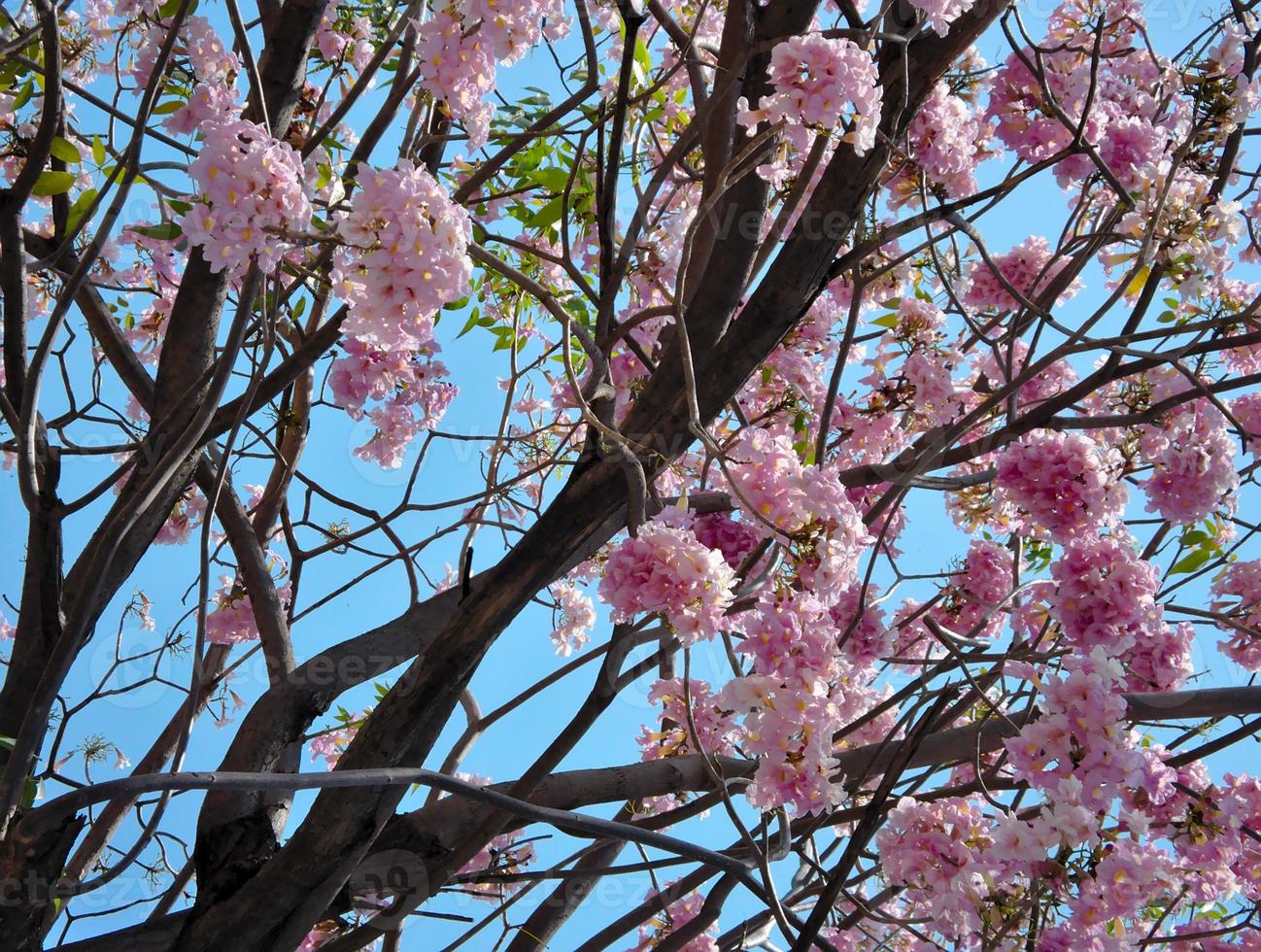 de bloem is een roze bloeiende struik aan de boom in de zomer op de achtergrond van een frisse blauwe lucht. foto