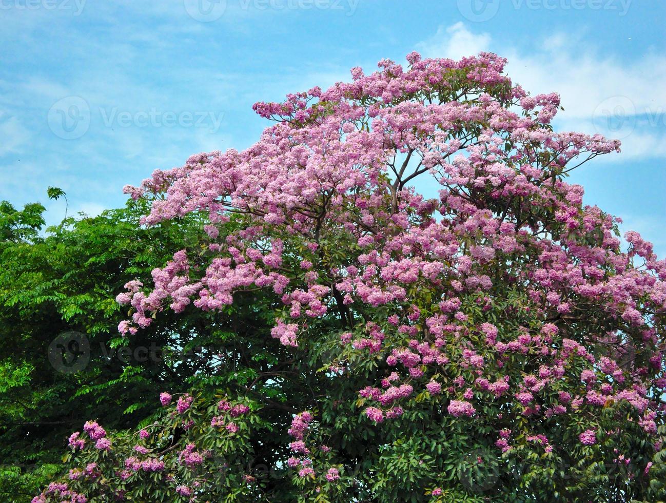 de bloem is een roze struik vol bomen in de zomer aan de blauwe lucht. foto