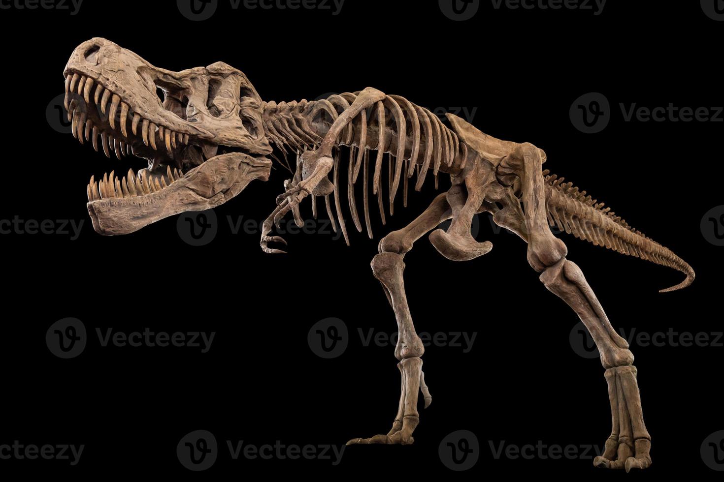 tyrannosaurus rex skelet op geïsoleerde achtergrond. ingebedde uitknippaden. foto