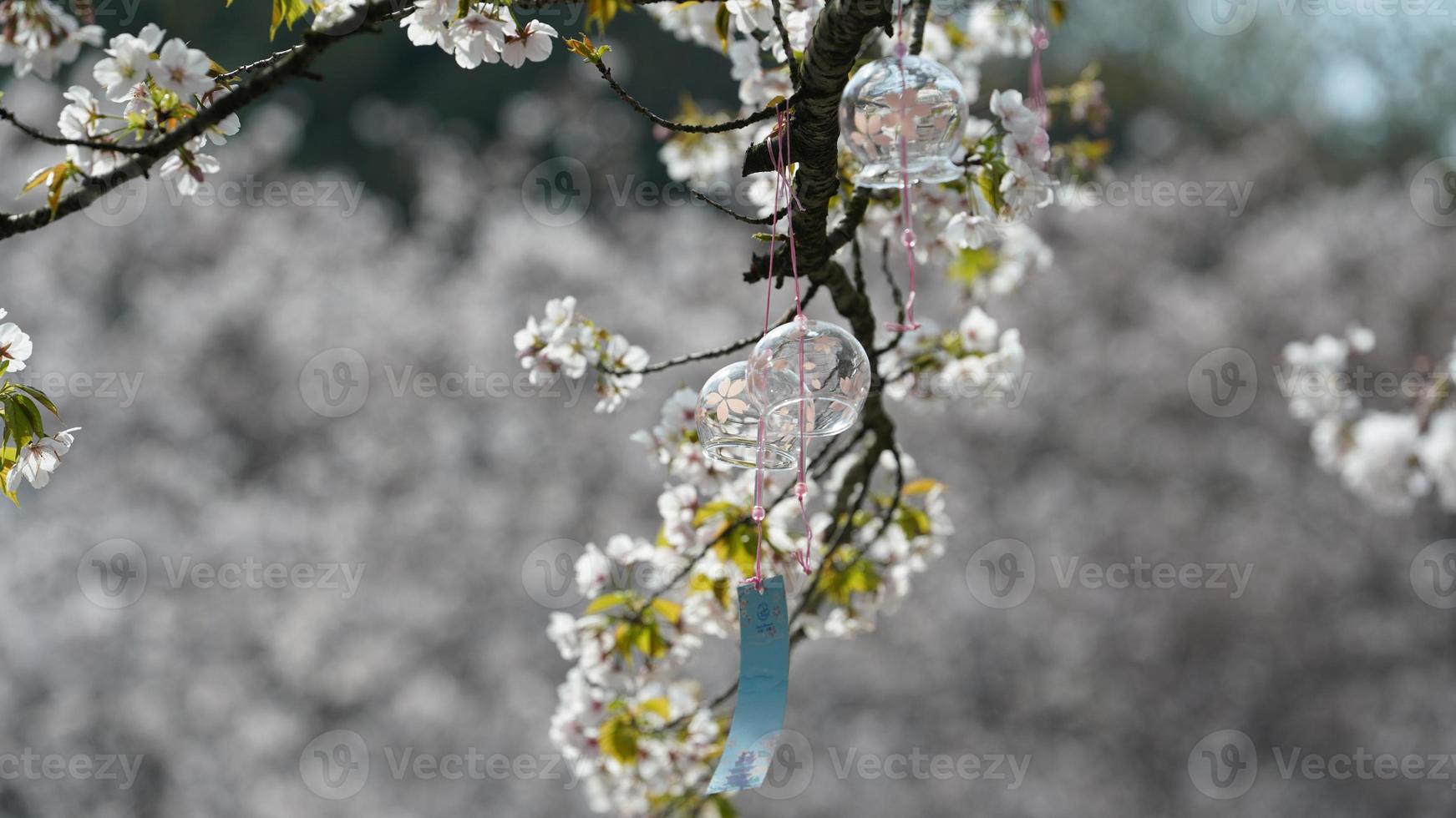 de windklokken hingen aan de bloeiende kersenboom om te bidden voor zegeningen in China in de lente foto