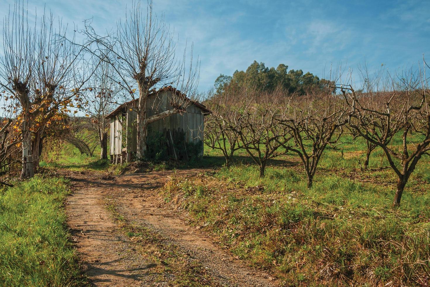 bento goncalves, brazilië - 12 juli 2019. landelijk herfstlandschap met een kleine armoedige hut naast bladloze platanen, in een wijngaard in de buurt van bento goncalves. foto