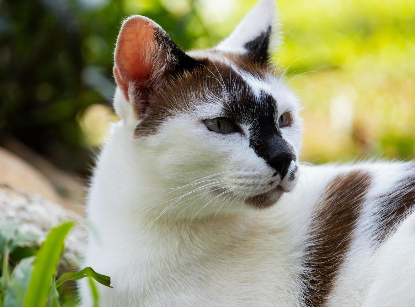 schattige kat die op het gras ligt en naar de camera kijkt foto