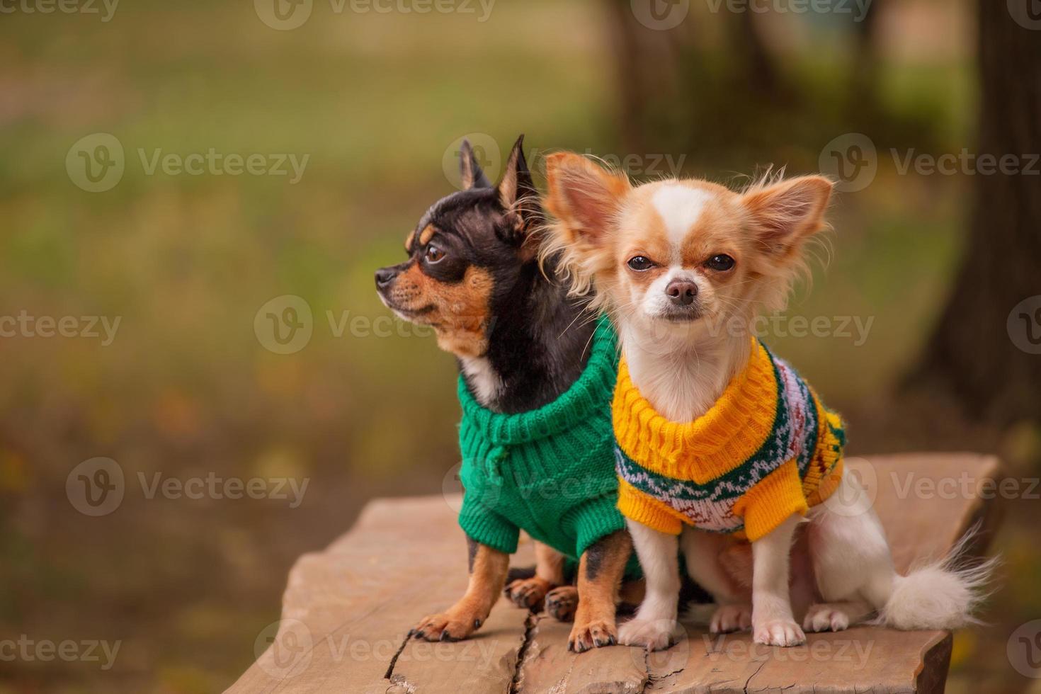 twee chihuahua-honden kijken in verschillende richtingen. dieren. honden in kleding voor een wandeling. foto