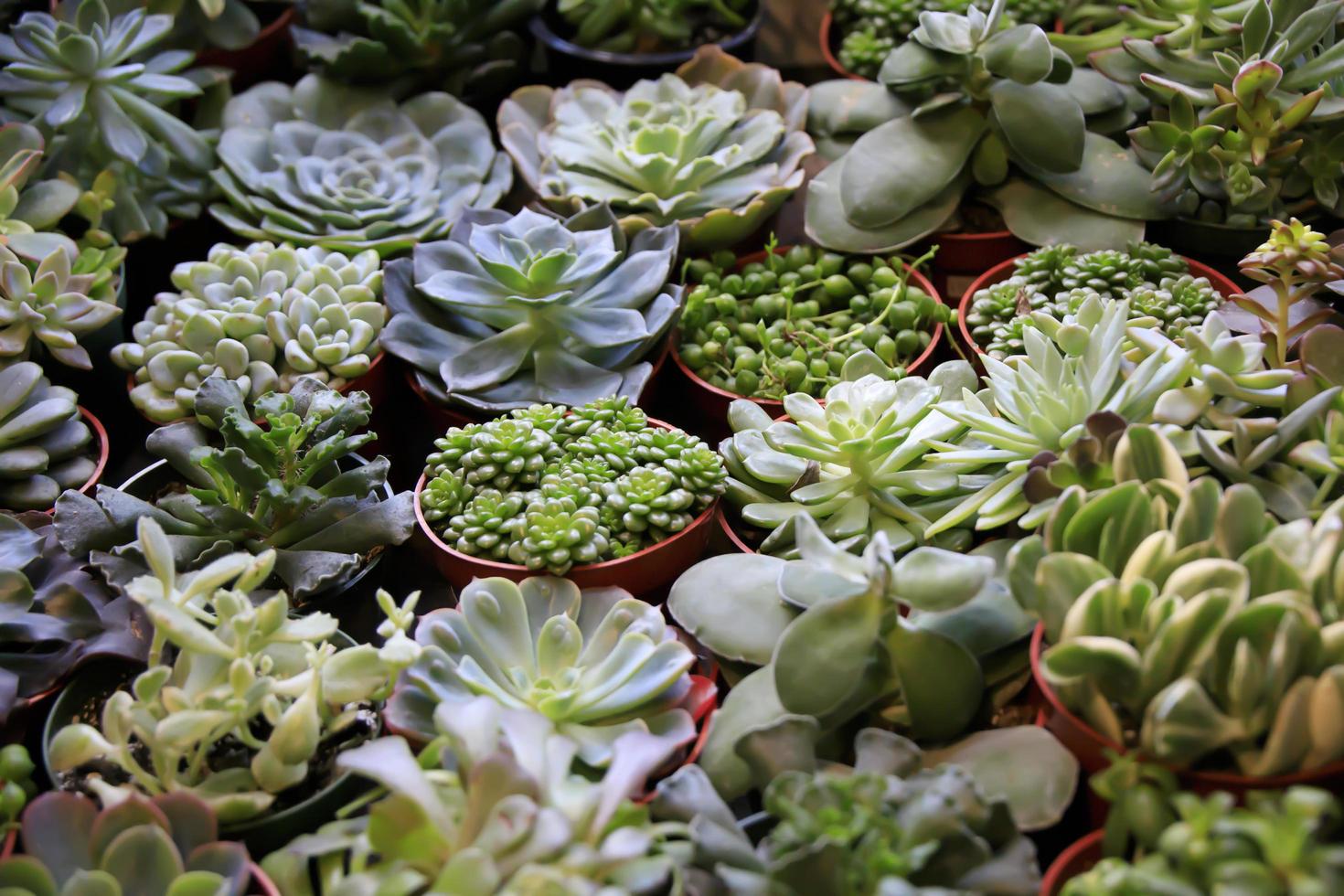 vetplanten van verschillende soorten te koop in een winkel foto