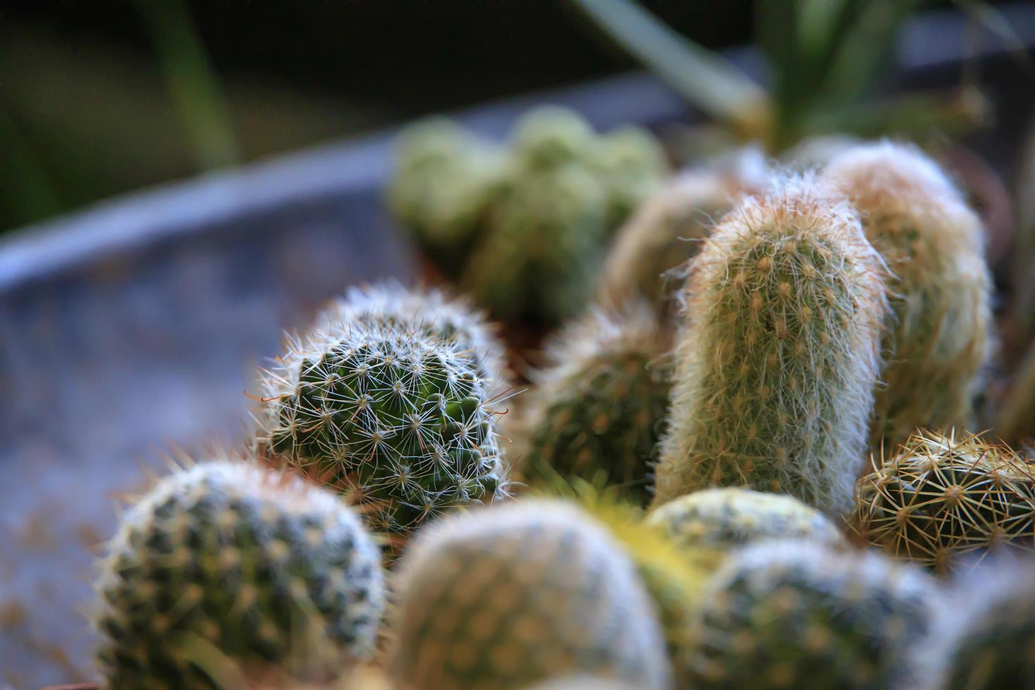 close-up van cactus te koop in een winkel foto