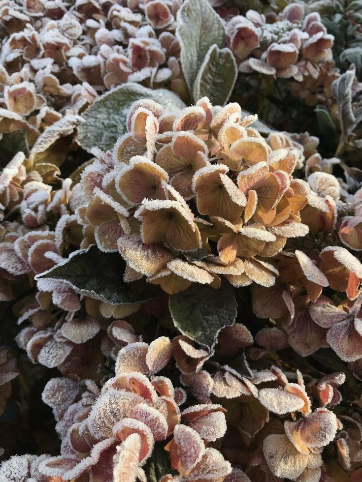 groene bladeren van een plant bedekt met rijm. mooie natuurlijke achtergrond met vorst op het gras. bevroren bloem. rijp ijs op grassprieten in de tuin tijdens vorst. verkoudheid. winterse achtergrond. foto