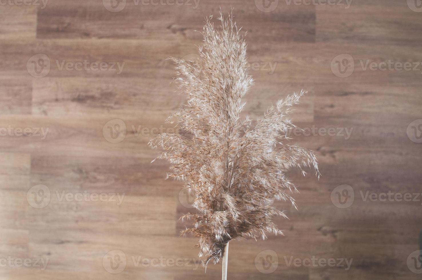 droog gemeenschappelijk riet, op een bruine achtergrond. foto