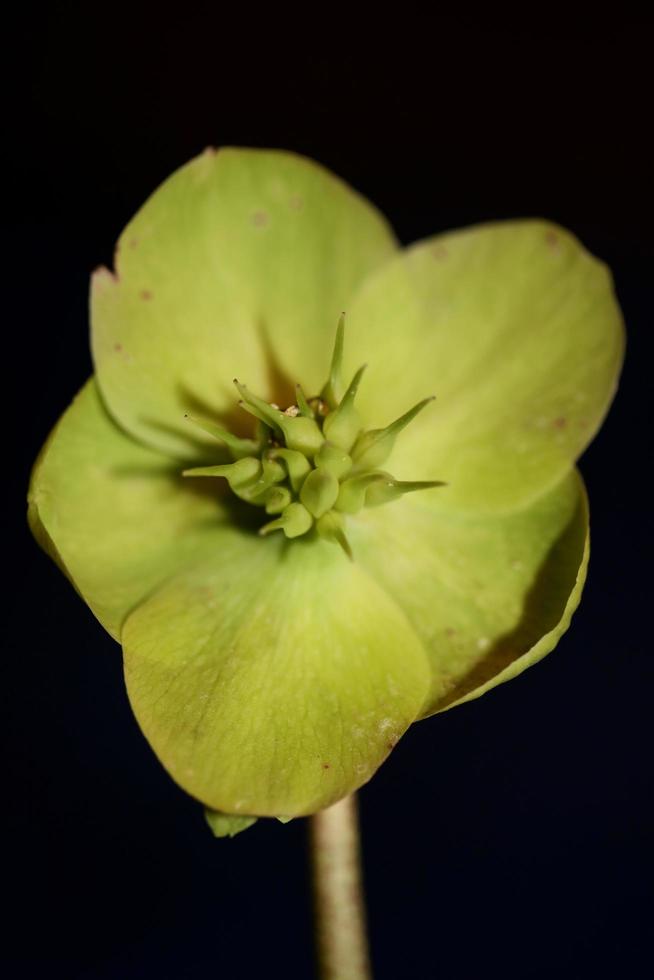 gele bloem bloesem close-up helleborus viridis familie ranunculaceae hoge kwaliteit groot formaat botanische prints foto