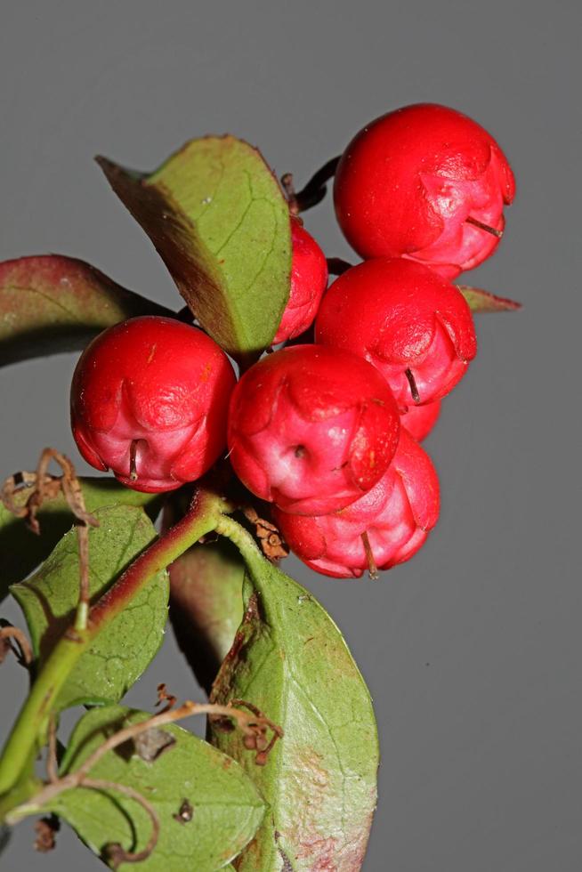 rood klein fruit close-up botanische achtergrond gaultheria procumbens familie ericaceae groot formaat afdrukken van hoge kwaliteit foto