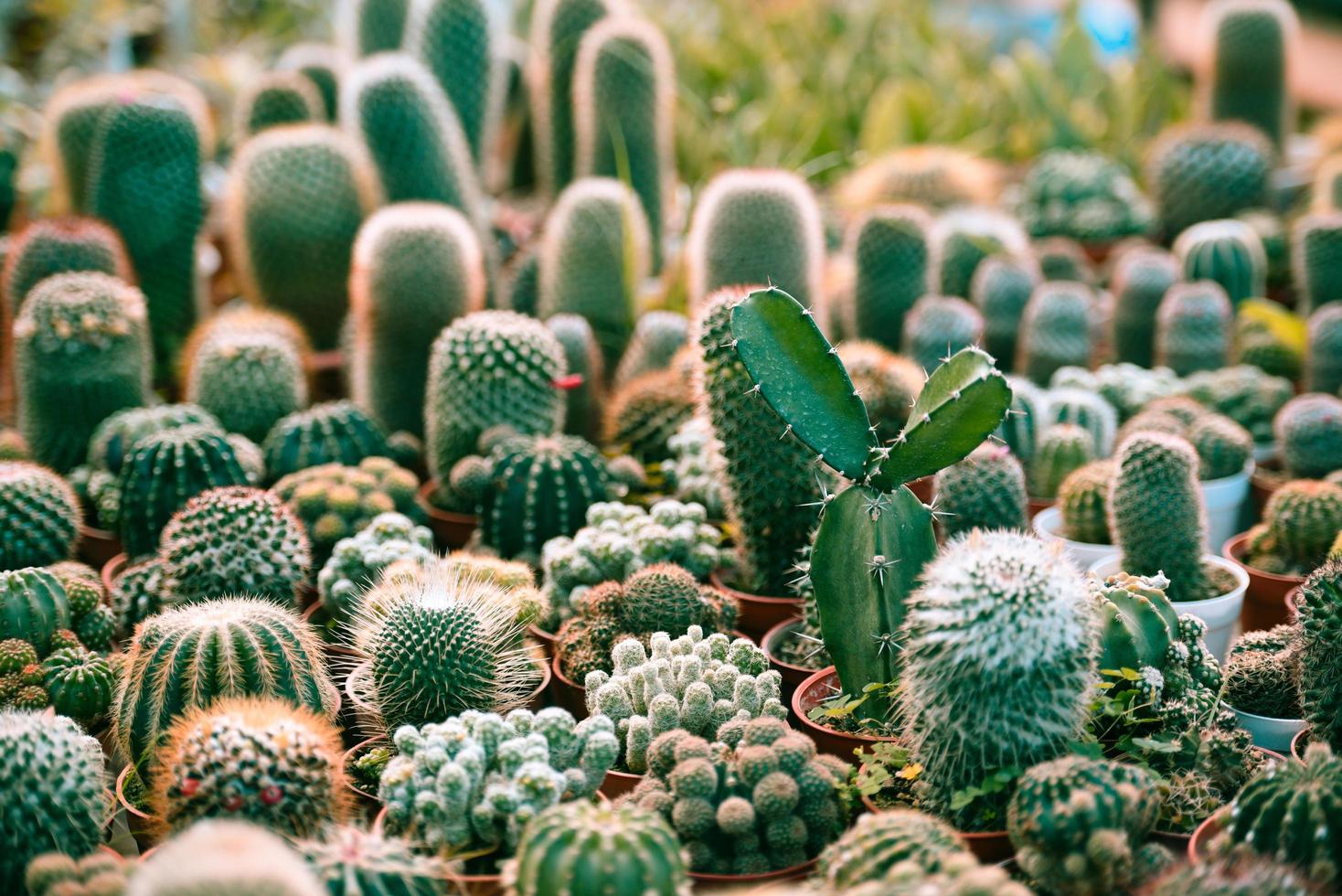 miniatuur cactuspot versieren in de tuin - verschillende soorten mooie cactusmarkt of cactusboerderij binnen microgroen tuinieren en decoreren foto