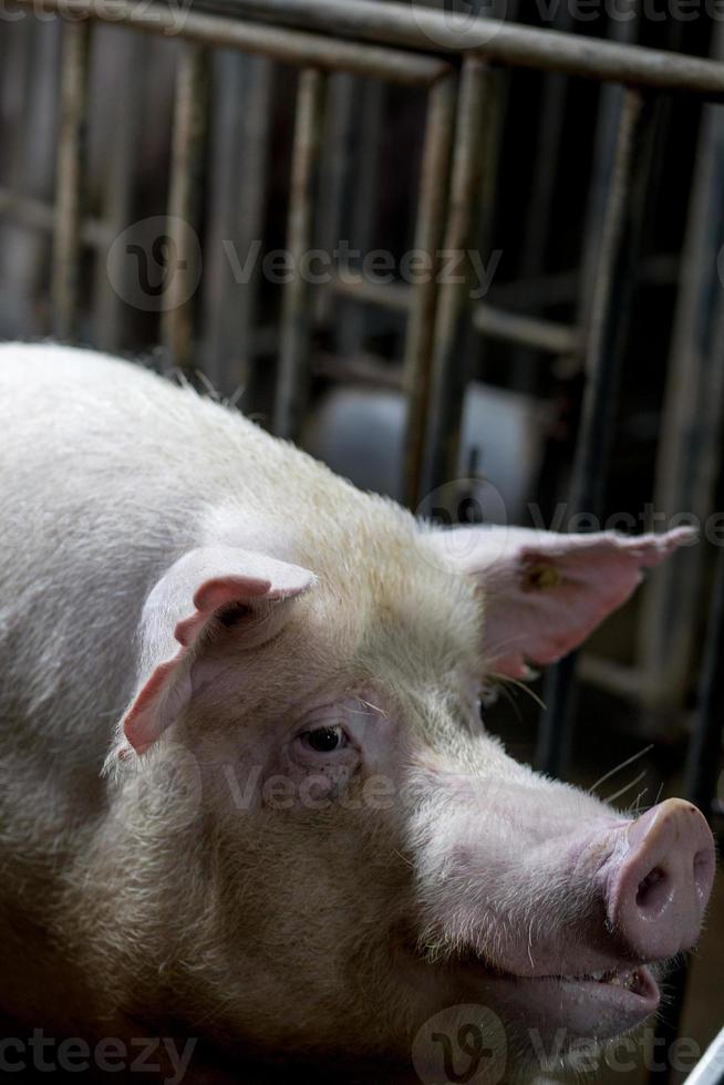 varkensfokkerij in varkensbedrijf in nette en schone binnenhuisvesting, met varkensmoeder die big voedt foto