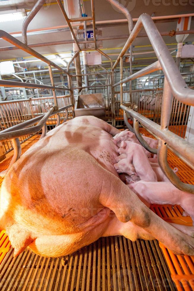 nieuwsgierige varkens in varkensfokkerij in varkensbedrijf in nette en schone binnenhuisvesting, met varkensmoeder die big voedt foto