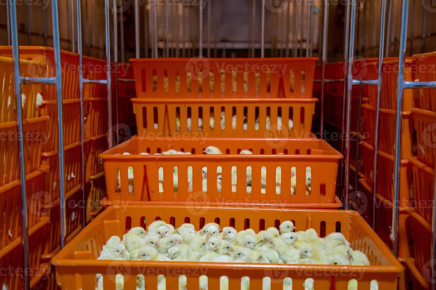 babykippen net geboren op dienblad, pluimveebedrijf. kippenboerderijbedrijf met veel landbouw en het gebruik van technologie op de landbouw bij het selecteren van de proceslijn voor het geslacht van kippen foto