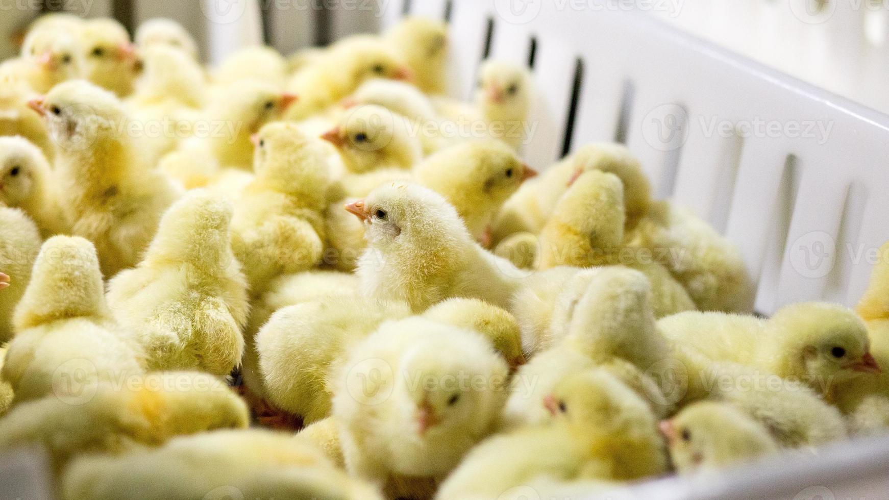 babykippen net geboren op dienblad, pluimveebedrijf. kippenboerderijbedrijf met veel landbouw en het gebruik van technologie op de landbouw bij het selecteren van de proceslijn voor het geslacht van kippen foto
