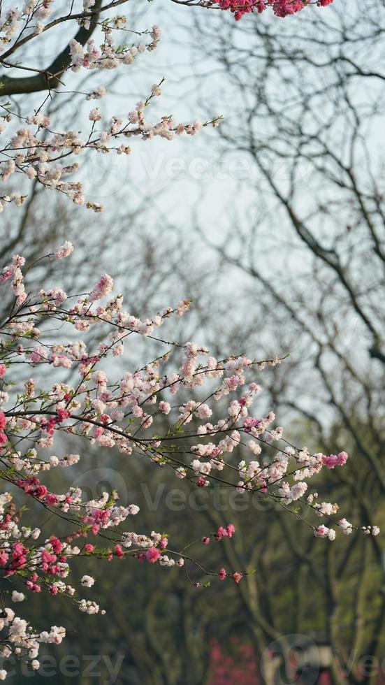 de prachtige kersenbloemen die in het voorjaar in het park in China bloeien foto
