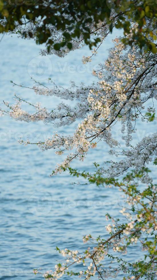 de prachtige kersenbloemen die in het voorjaar in het park in China bloeien foto