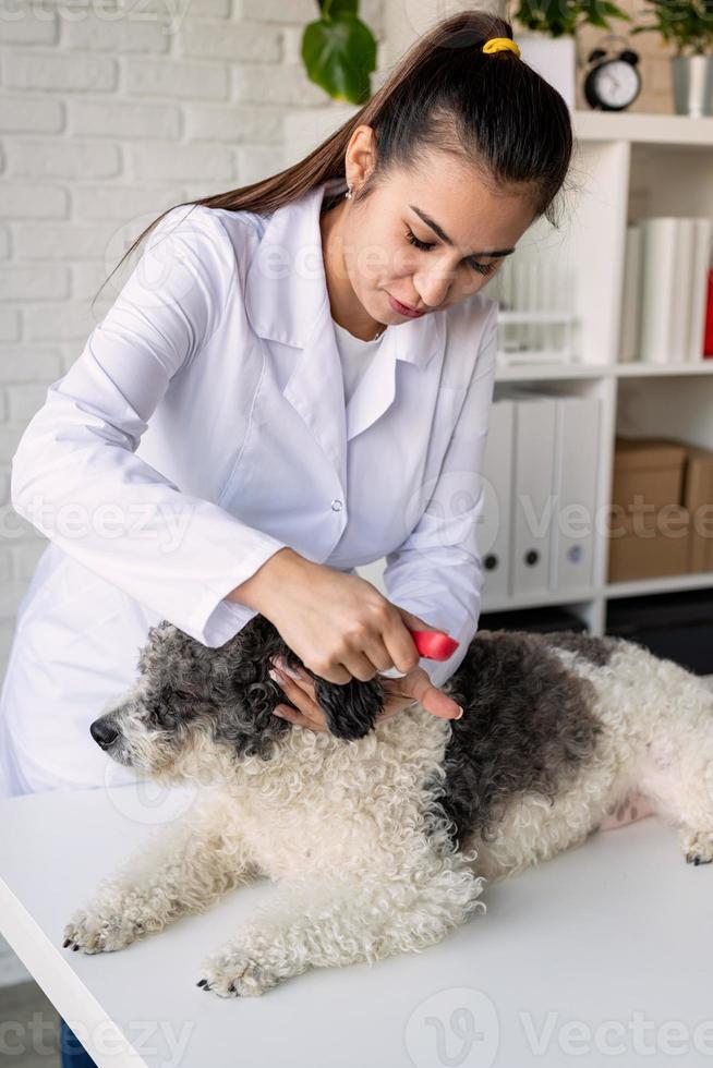 lachende dierenarts die hond van gemengd ras onderzoekt en borstelt foto