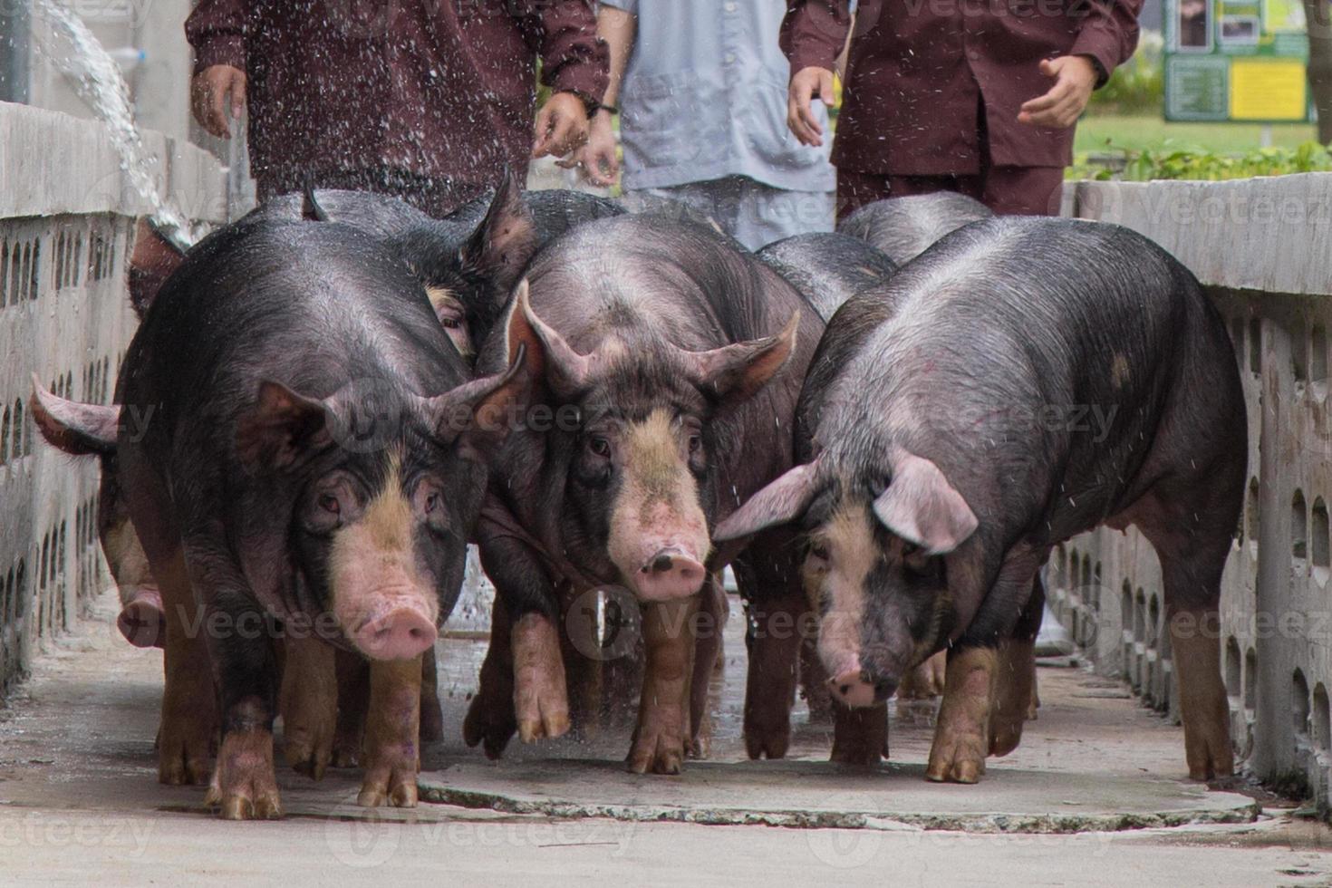 nieuwsgierige kurobuta-varkens in varkensfokkerij in varkensbedrijf in nette en schone binnenhuisvestingsboerderij, met varkensmoeder die big voedt foto