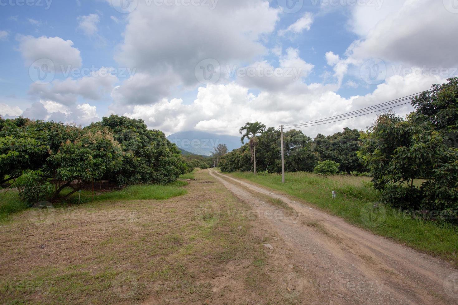 onverharde weg in longan tuin foto