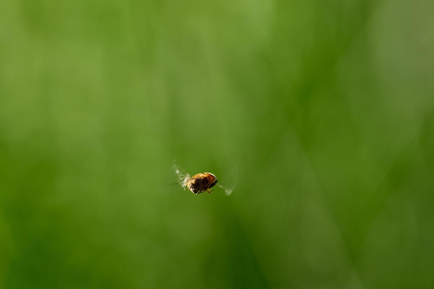 syrphid fly, eristalinus taeniops, in de buurt van xativa, spanje foto