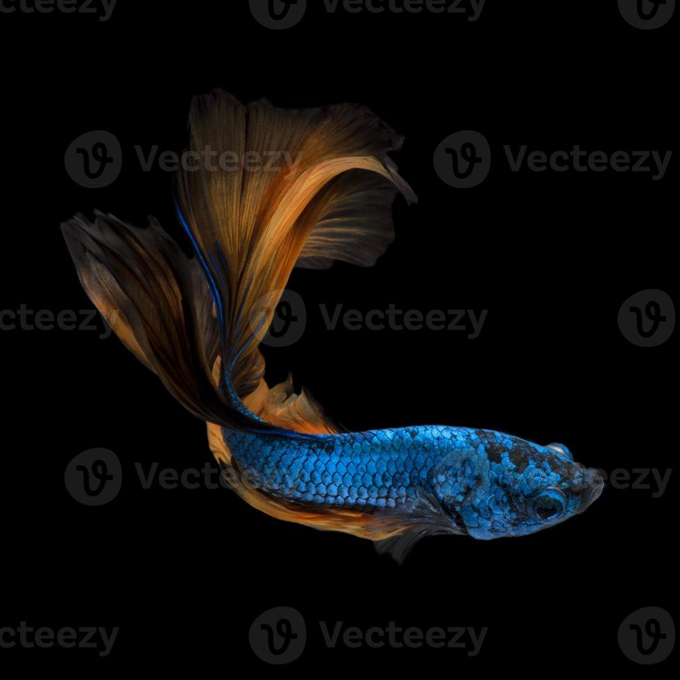 betta vis of siamese kempvissen in beweging geïsoleerd op zwarte achtergrond. foto