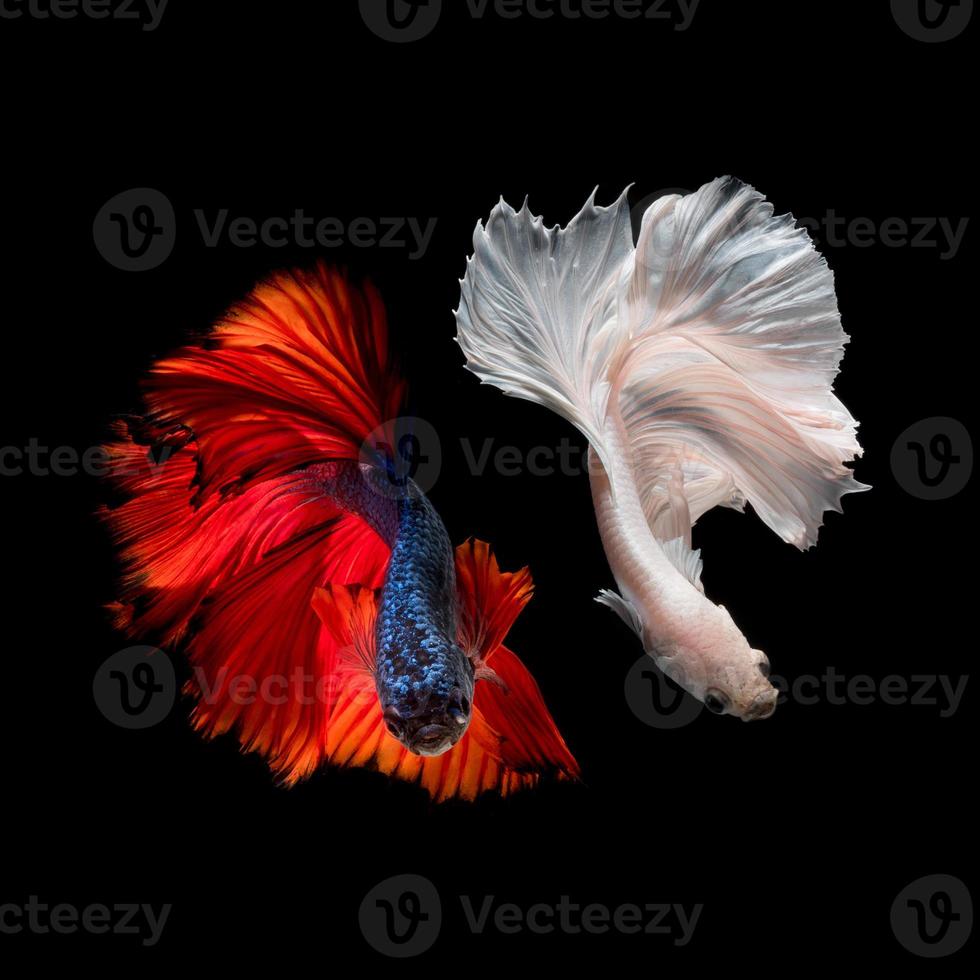 close-up kunstbeweging van betta-vis of siamese kempvis op zwarte achtergrond foto