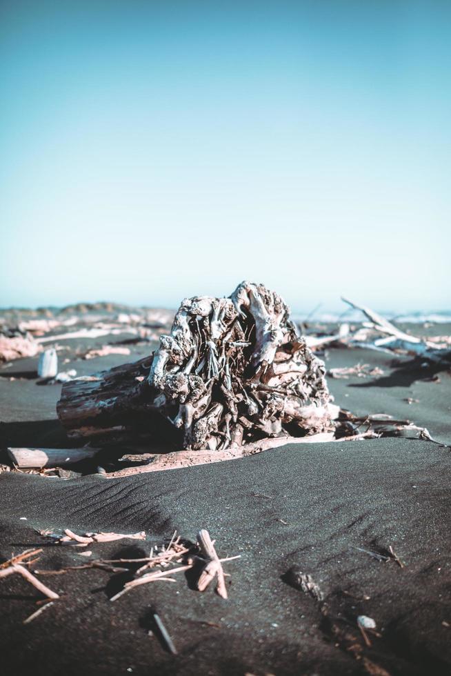 boomwortels op het zwarte zand van de oceaankust foto