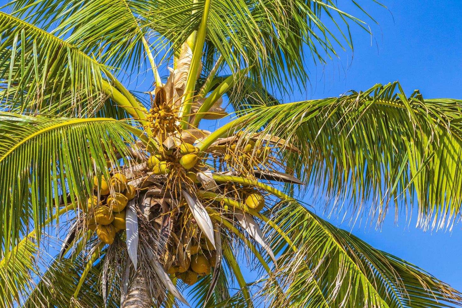 tropische palmboom met blauwe lucht playa del carmen mexico. foto