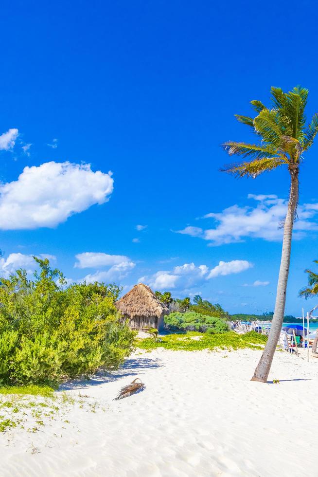 tropisch natuurlijk strand 88 palmboom playa del carmen mexico. foto